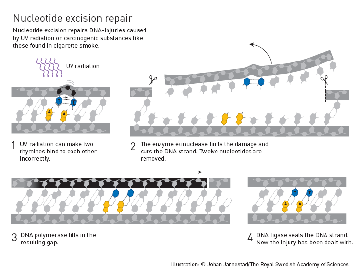 nucleotide_excision_repair