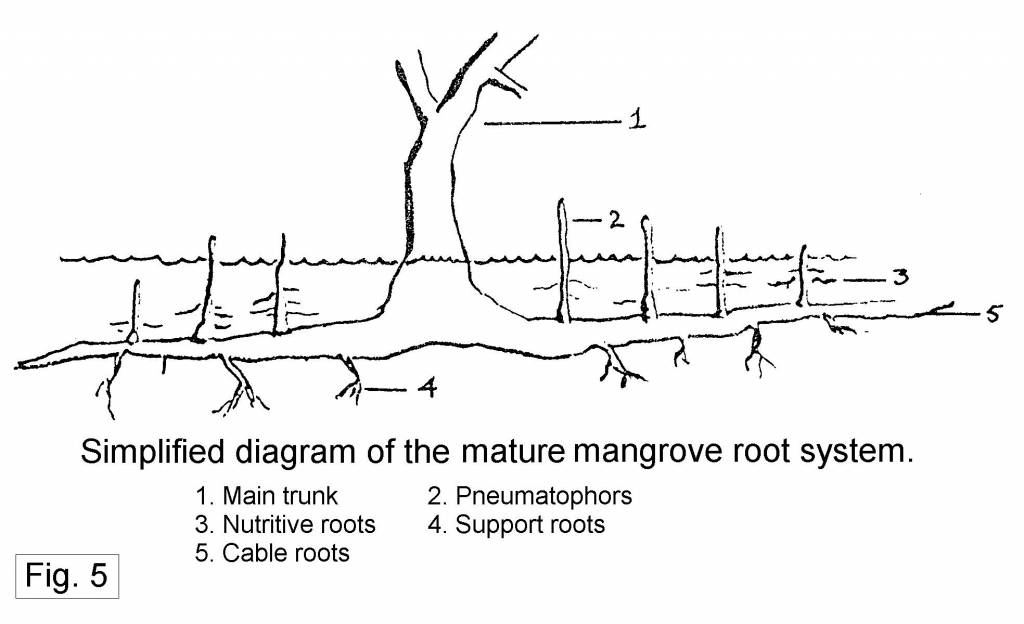 Natural Vegetation and Wildlife Part 3 The Subtropical, Temperate