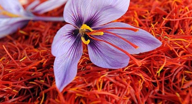 saffron